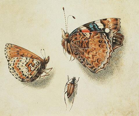 Insects Painting - Two Butterflies And Another Insect by Giovanna Garzoni