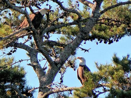 Wall Art featuring the photograph Two Eagles by Karen Stansberry