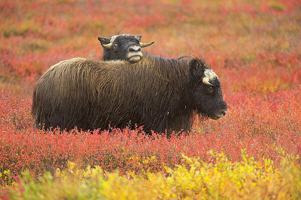 Musk Oxen Grazing in Vibrant Field Wall Art