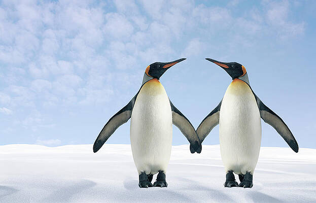 Penguins Wall Art - Photos.com