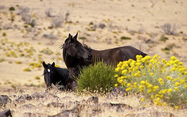 Animal Photograph - Two Wild Black Horses Among Yellow Flowers by Waterdancer