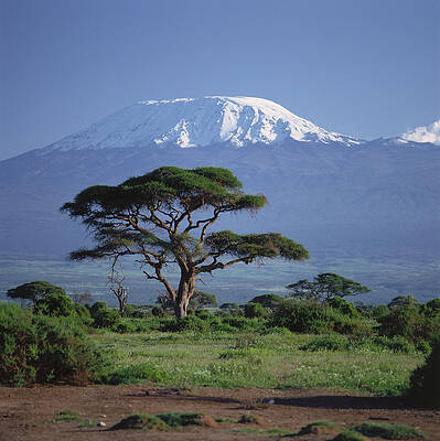 Umbrella Thorn Acacia with Kilimanjaro Wall Art