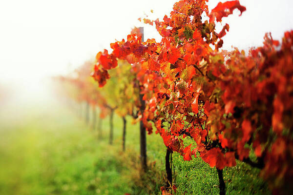 Foggy Wall Art featuring the digital art Umbria, Foggy Autumn Morning, Italy by Maurizio Rellini
