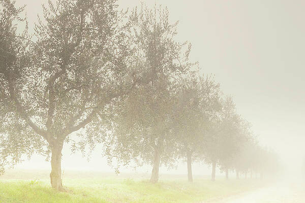 Foggy Wall Art featuring the digital art Umbria, Foggy Morning, Italy by Maurizio Rellini