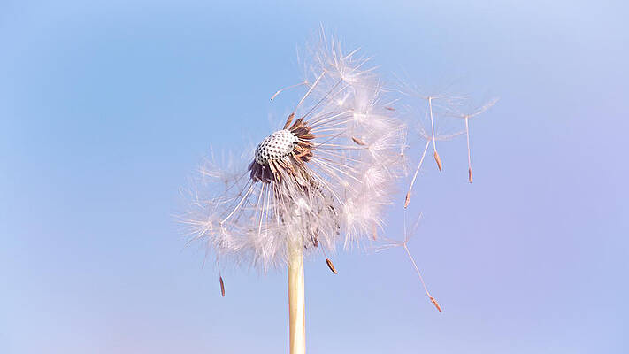 Close Up Wall Art featuring the photograph Under The Blue Sky by Jaroslav Buna
