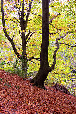 Yellow Wall Art featuring the digital art United Kingdom, England, South Yorkshire, Great Britain, British Isles, Sheffield, Back Lit Beech Tree With Yellow Autumn Leaves Stands On A Steep Hill In Glen Howe Park Near Wharncliffe Side by Deborah Waters