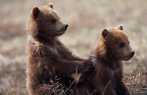 Two Playful Bear Cubs in the Wild Wall Art