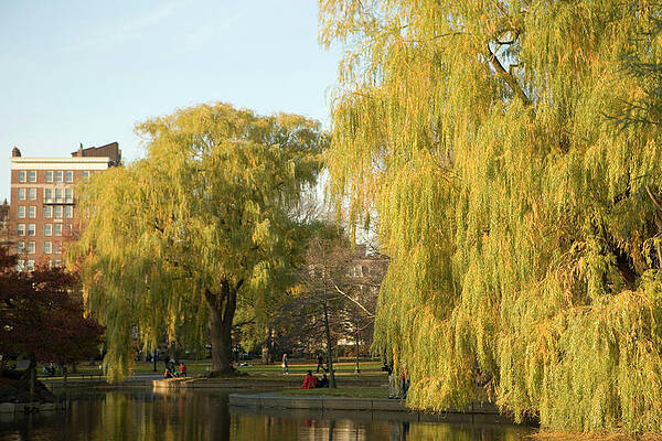Boston Digital Art - Usa, Ma, Boston, Public Gardens, Fall by Claudia Uripos