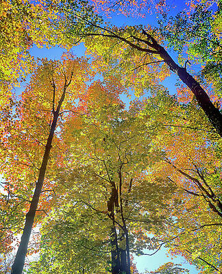 Autumn Wall Art featuring the digital art Usa, Maine, Fall In Greenville by Marco Simoni