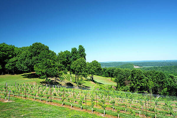 Hudson New York Wall Art featuring the digital art Usa, New York, Marlboro, Vineyard At Benmarl Winery, Hudson River Valley. by Alejandra Uribe Posada