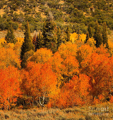Utah Photograph - Utah Fall Aspen Brilliant by Adam Jewell