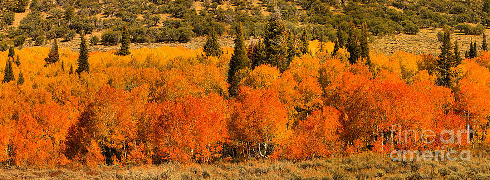 Utah Photograph - Utah Fall Aspen Panorama by Adam Jewell
