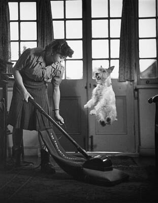 Woman Vacuuming with Levitating Dog Wall Art