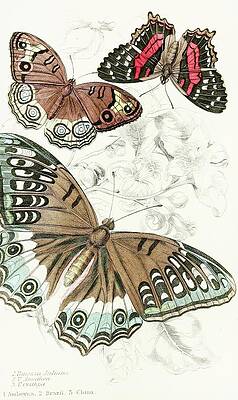 Insects Painting - Vanessa Juliana,vanessa Amathea, Vanessa Orithya by James Duncan