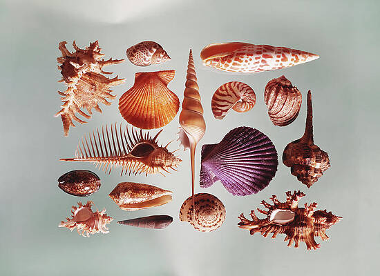 Wall Art featuring the photograph Various Sea Shells On Grey Background by Tom Kelley Archive