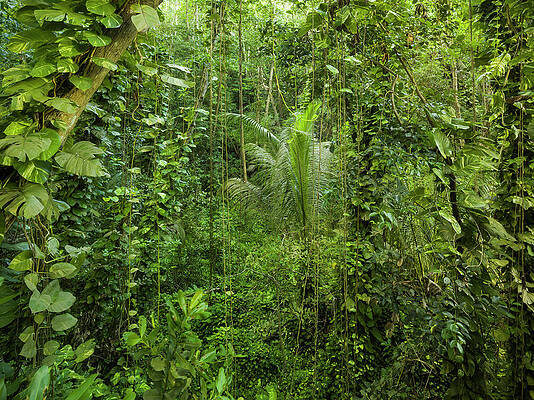 Vegetation In The Jungle, La Digue Island, La Digue Island, Seychelles Print