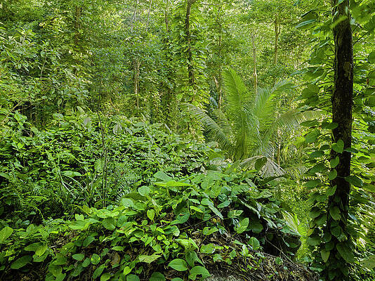 Vegetation In The Jungle, La Digue Island, Seychelles Print