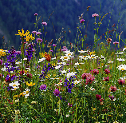 Eurasian Digital Art - Veneto, Alps, Alpino Meadow, Italy by Johanna Huber