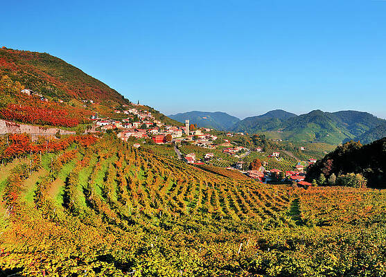 Wine Wall Art featuring the digital art Venetto, Vineyards And Village, Italy by Luca Da Ros