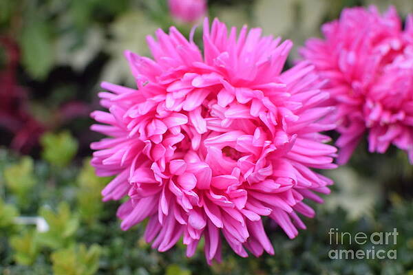 Garden Photograph - Vibrant Pink Flower by Abigail Diane Photography