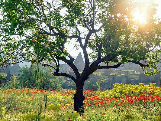 View Of Tree And Poppy Meadow In Goreme, Cappadocia Anatolia, Turkey Print