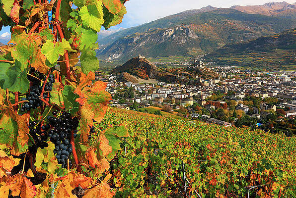 Eurasian Digital Art - Vineyard & Villagescape, Switzerland by Gunter Grafenhain