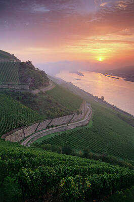 Vineyard Rudesheimer Roseneck In Sunrise, Rudesheim, Rhine District, Hesse, Germany Print