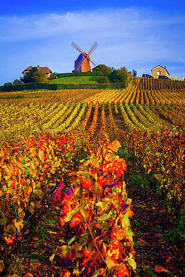 Eurasian Digital Art - Vineyards, Champagne, France by Olimpio Fantuz