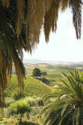 Country Wall Art featuring the digital art Vineyards, Winery, Palm Trees by Guido Cozzi