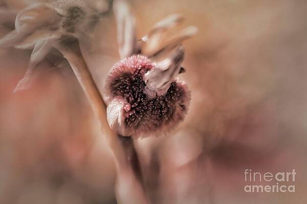 Wall Art featuring the photograph Vintage Blossom by Mary Lou Chmura