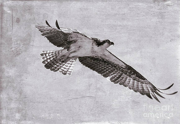 Sky Wall Art featuring the photograph Vintage Seahawk by Stefano Senise