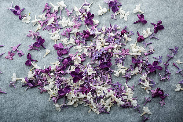 Violet And White Lilac Flowers On A Gray Background Print