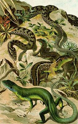 Reptile Painting - Vipera Aspis, Lacerta Viridis by Bruno Durigen
