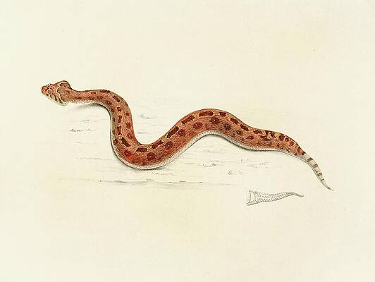 Reptile Painting - Vipera Caudalis by Sir Andrew Smith