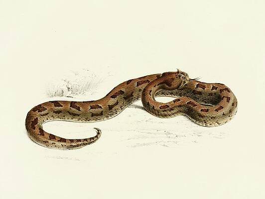 Reptile Painting - Vipera Lophophrys by Sir Andrew Smith