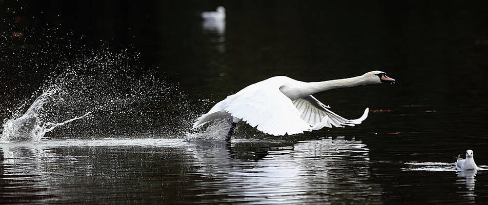 Swan Gliding Over Water Wall Art