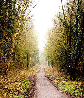Sky Photograph - Walking Through The Woods by Scott Lyons
