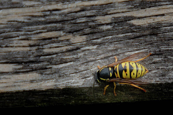Photograph - Wasp On Wood by Scott Lyons