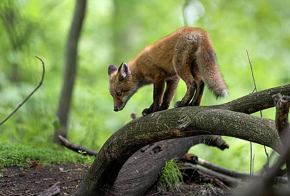 Country Wall Art featuring the photograph Watchful Eye by James Overesch
