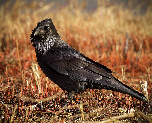 Wild Wall Art featuring the photograph Watchful Raven by Jean Noren