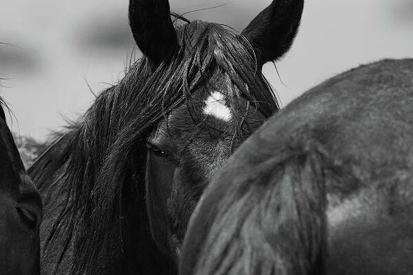 Nature Photograph - Watching You by American Landscapes