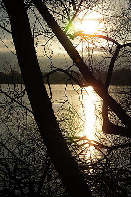 Sky Photograph - Water Through The Trees Yellow by Scott Lyons