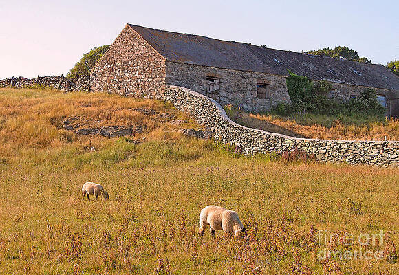 Rural Photograph - Welsh Pastorale by Randall Dill