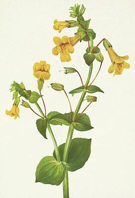 Yellow Wall Art featuring the painting Western Monkeyflower. Mimulus Guttatus by Mary Vaux Walcott