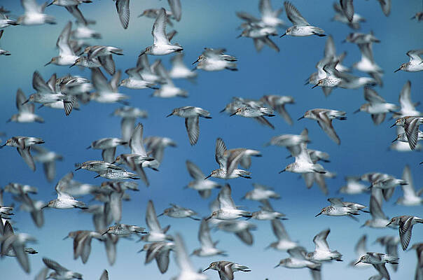 Wall Art featuring the photograph Western Sandpipers Calidris Mauri by Eastcott Momatiuk
