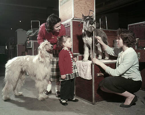 Wall Art featuring the photograph Westminster Kennel Club Dog Show by Michael Ochs Archives