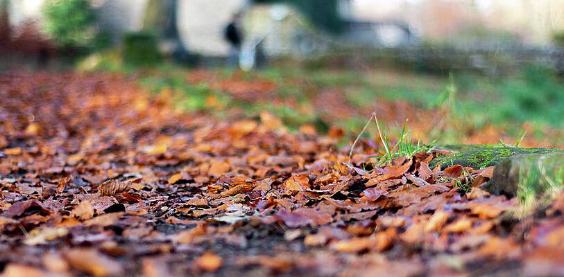 Organic Photograph - Wet Autumn Leaves by Scott Lyons
