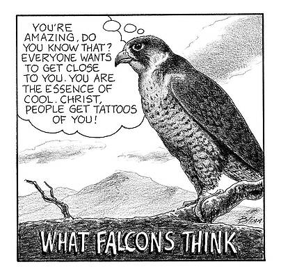 What Falcons Think Wall Art