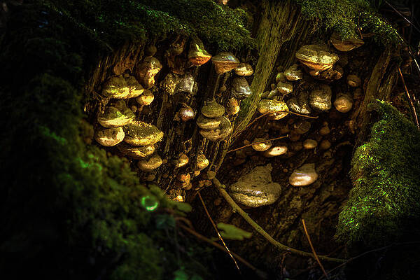 Wild Photograph - Where The Wild Things Glow by Scott Lyons