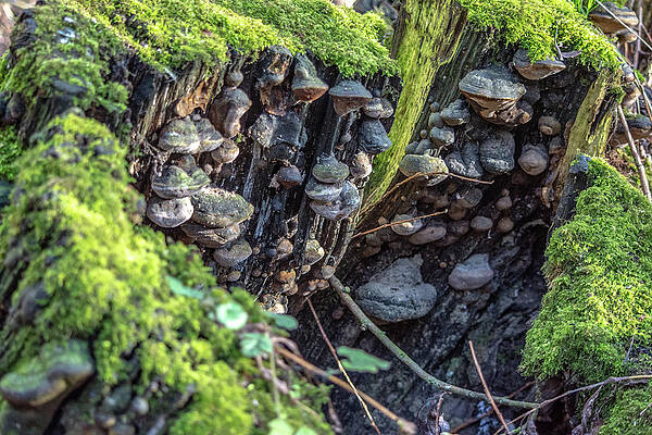 Wild Photograph - Where The Wild Things Grow by Scott Lyons